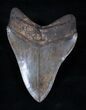 Inch Brown Georgia Megalodon Tooth #3233-1